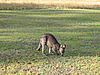 Känguru ganz nah