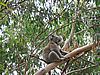 Koala im Koala Center von Philip Island