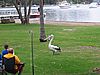 Pelikan am Lake Macquarie