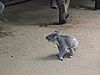 Koala in Action