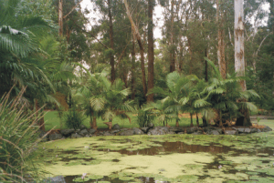 Regen im Zoo in Coffs Harbour