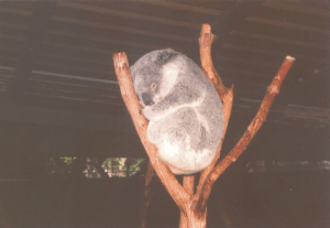 Koala im Lone Pine Koala Sanctuary